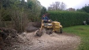 bomen 13.jpg