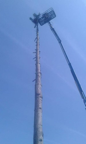 bomen 1.jpg