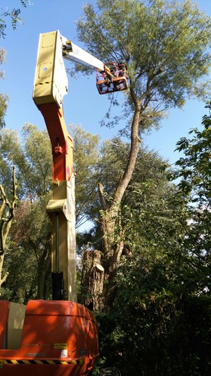 bomen 2.jpg