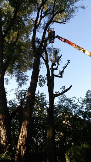 bomen 3.jpg