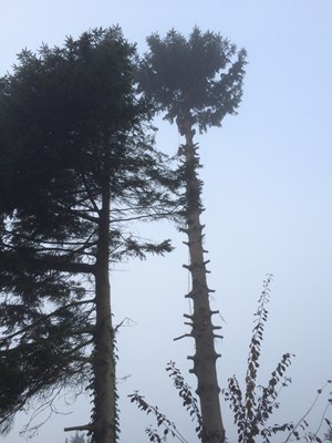 bomen 4.jpg