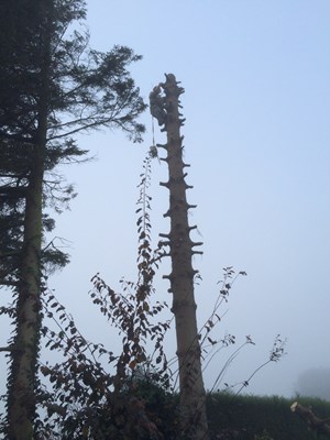 bomen 5.jpg