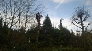 bomen 6.jpg
