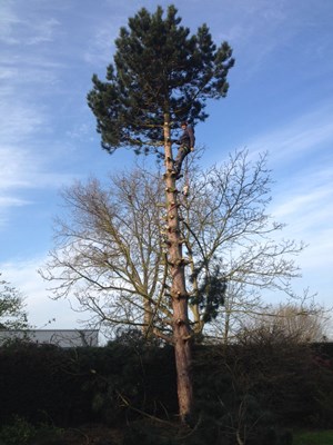 bomen 7.jpg