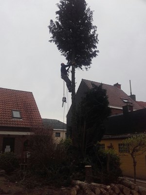 bomen 9.jpg
