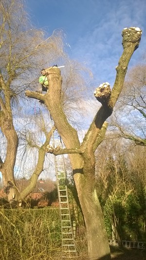 bomen 10.jpg