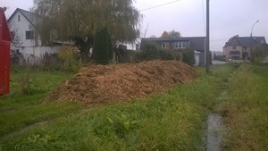 bomen 12.jpg